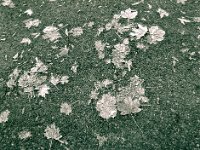 Frostblätter  Pentax 645N, SMC FA 2.8/45, Gelbfilter, Bergger Pancro400