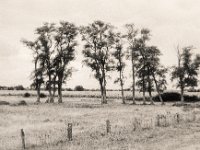 Geliebte Baumgruppe  Contax Aria, Planar 1.4/50, Gelbfilter, Foma Retropan 320@160
