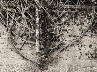 Mauergewächs  Contax Aria, Planar 1.4/50, Gelbfilter, Foma Retropan 320@160