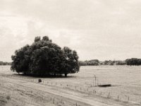 Kleines Pumpen-Windrad  Contax Aria, Planar 1.4/50, Gelbfilter,  Foma Retropan 320@160  - 03.08.2019 -