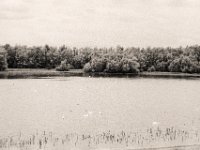 Schwäne auf dem kleinen See  Contax Aria, Planar 1.4/50, Gelbfilter,  Foma Retropan 320@160
