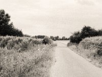 Blüten am Wegesrand  Contax Aria, Planar 1.4/50, Gelbfilter,  Foma Retropan 320@160