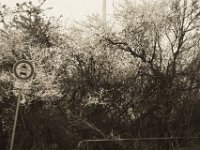 Frühling mit Schild  Pentax K-1, SMC Pentax Fa 1.9/43 Limited - 06.April 2019 -