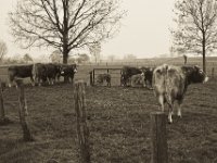 Braune auf der Weide  Pentax K-1, SMC Pentax Fa 1.9/43 Limited - 06.April 2019 -