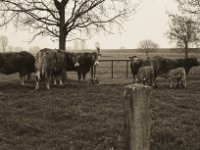 Braune mit Kälbern  Pentax K-1, SMC Pentax Fa 1.9/43 Limited - 06.April 2019 -