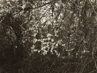 Blüten am Strauch  Pentax K-1, SMC Pentax Fa 1.9/43 Limited - 06.April 2019 -
