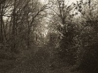 Schöner Weg am Rheindeich  Pentax K-1, SMC Pentax Fa 1.9/43 Limited - 06.April 2019 -