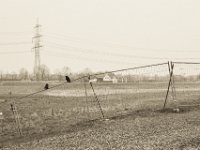 Ich mag die schwarzen Vögel  Pentax K-1, SMC Pentax Fa 1.9/43 Limited - 06.April 2019 -