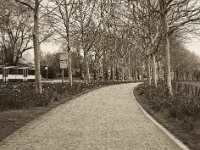 Neben der Hauptstraße am Landschaftspark  Pentax K-1, SMC Pentax Fa 1.8/31 Limited  - 06.April 2019 -