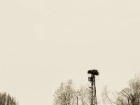 Der Storch ist im Nest kaum zu sehen  Pentax K-1, SMC Pentax Fa 1.8/31 Limited  - 06.April 2019 -