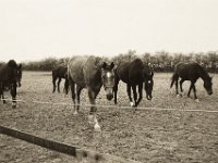 Pferde auf der Koppel  Pentax K-1, SMC Pentax Fa 1.8/31 Limited  - 06.April 2019 -