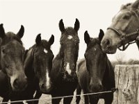 Gruppenbild für den Besucher  Pentax K-1, SMC Pentax Fa 1.8/31 Limited  - 06.April 2019 -