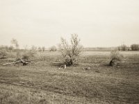 Rheinwiesenweide  Pentax K-1, SMC Pentax Fa 1.8/31 Limited  - 06.April 2019 -