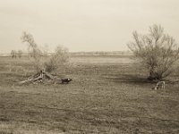 Kühe mit Kalb  Pentax K-1, SMC Pentax Fa 1.8/31 Limited  - 06.April 2019 -