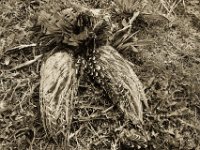 Tod am Feldrand  Pentax K-1, SMC Pentax Fa 1.8/31 Limited  - 06.April 2019 -