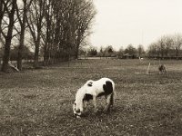 Palamino Mustang  Pentax 645N, SMC FA 2.8/75, Bergger Pancro 400