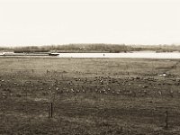Wildgänse auf den Rheinwiesen  Pentax 645N, SMC FA 2.8/75, Bergger Pancro 400