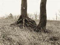 Wurzelwerk  Pentax 645N, SMC FA 2.8/75, Bergger Pancro 400