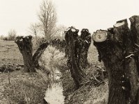Kopfweiden auf Weideland  Pentax 645N, SMC FA 2.8/75, Bergger Pancro 400