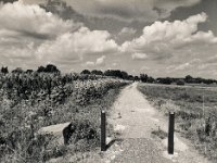 Sonnen am Weg  Pentax 645N, SMC FA 2.8/45, Bergger Pancro400@250