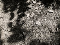 Blätter in Licht und Schatten  Pentax 645N, SMC FA 2.8/45, Bergger Pancro400@250