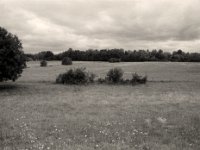 Storch im Weideland  Pentax K2, SMC 2.8/24,  Gelbfilter, Bergger Pancro400@250