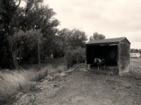 Pony  Pentax K2, SMC 2.8/24,  Gelbfilter, Bergger Pancro400@250