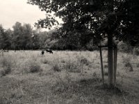 Auerochsen Nachkommen ?  Pentax K2, SMC 2.8/24,  Gelbfilter, Bergger Pancro400@250