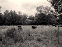 Am Waldrand  Pentax K2, SMC 2.8/24,  Gelbfilter, Bergger Pancro400@250