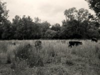 Urige Rinder  Pentax K2, SMC 2.8/24,  Gelbfilter, Bergger Pancro400@250  - 14.07.2019 -