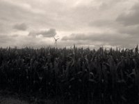 Auf dem Heimweg am Maisfeld vorbei  Pentax K2, SMC 2.8/24,  Gelbfilter, Bergger Pancro400@250