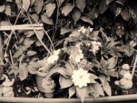 Blüten und Figuren  Pentax LX, SMC 2.0/35; Foma Retropan 320@160