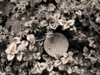 Weihrauch und Waldmeister  Pentax LX, SMC 2.0/35; Foma Retropan 320@160