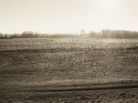 Wildgänse in der Morgensonne  Pentax K-1, smc PENTAX-FA 43mm F1.9 Limited  - 16.02.2019 - : Landschaft, Morgenlicht, Rheinwiesen, Sonnenschein, Wildgänse