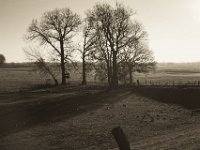Wildgänse am Hochsitz  Pentax K-1, smc PENTAX-FA 43mm F1.9 Limited  - 16.02.2019 - : Bäume, Hochsitz, Rheinwiesen, Wildgänse