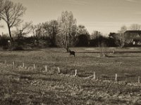 Mein bekanntes Pferd mit Decke  Pentax K-1, smc PENTAX-FA 43mm F1.9 Limited  - 16.02.2019 - : Bäume, Landschaft, Landwirtschaft, Pferd