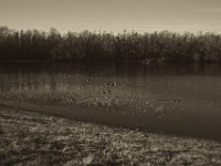 Gänse und Enten auf dem See  Pentax K-1, smc PENTAX-FA 43mm F1.9 Limited  - 16.02.2019 - : Bäume, Enten, Rheindeich, See, Wildgänse