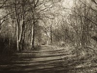 Kahler Wald  Pentax K-1, smc PENTAX-FA 43mm F1.9 Limited  - 16.02.2019 - : Bäume, Landschaft, Licht und Schatten, Sonnenschein, Weg