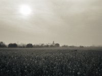 Morgenlicht  Fuji GW 690 III, Bergger Pancro400