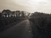Zwischen Rapsfeldern  Fuji GW 690 III, Bergger Pancro400