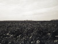 Raps auf dem Fürstenberg  Fuji GW 690 III, Bergger Pancro400