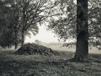 Ein Haufen Mist und Eichen  Fuji GW 690 III, Bergger Pancro400