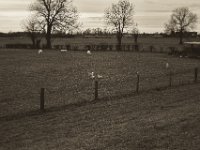 Schafe und Lämmer  Pentax K-1, SMC Pentax FA 1.9/43 Limited  - 17.12.2019 -