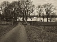 Weg am Rhein  Pentax K-1, SMC Pentax FA 1.9/43 Limited  - 17.12.2019 - : Landschaft, Rhein, Bäume, Hochwasser, Rheinwiesen, Fluss, Rheindeich