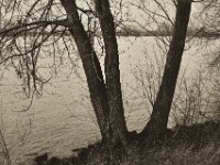Rheinufer  Pentax K-1, SMC Pentax FA 1.9/43 Limited  - 17.12.2019 - : Landschaft, Rhein, Bäume, Hochwasser, Rheinwiesen, Fluss, Rheindeich