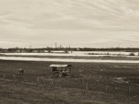 Kuh und Gänseflug  Pentax K-1, SMC Pentax FA 1.9/43 Limited  - 17.12.2019 - : Landschaft, Rhein, Bäume, Kuh, Weide, Hochwasser, Wildgänse, Rheinwiesen, Fluss, Vogel, Rheindeich