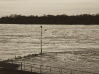 Abflug  Pentax K-1, SMC Pentax FA 1.9/43 Limited  - 17.12.2019 - : Landschaft, Krähe, Rhein, Hochwasser, Rheinwiesen, Fluss, Vogel, Rheindeich