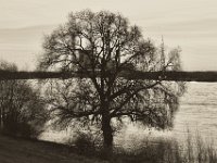 Baum im Hochwasser  Pentax K-1, SMC Pentax FA 1.9/43 Limited  - 17.12.2019 - : Landschaft, Rhein, Hochwasser, Rheinwiesen, Fluss, Baum, Rheindeich