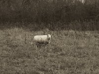 Das Schaf am Waldsaum  Pentax K-1, SMC Pentax FA 1.9/43 Limited  - 17.12.2019 - : Weide, Schaf, Landschaft
