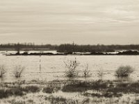 Kohlekahn  Pentax K-1, SMC Pentax FA 1.9/43 Limited  - 17.12.2019 - : Landschaft, Vögel, Rhein, Hochwasser, Rheinwiesen, Fluss, Lastkahn, Rheindeich